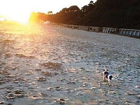 Strand Sonnenuntergang Hund Spaziergang