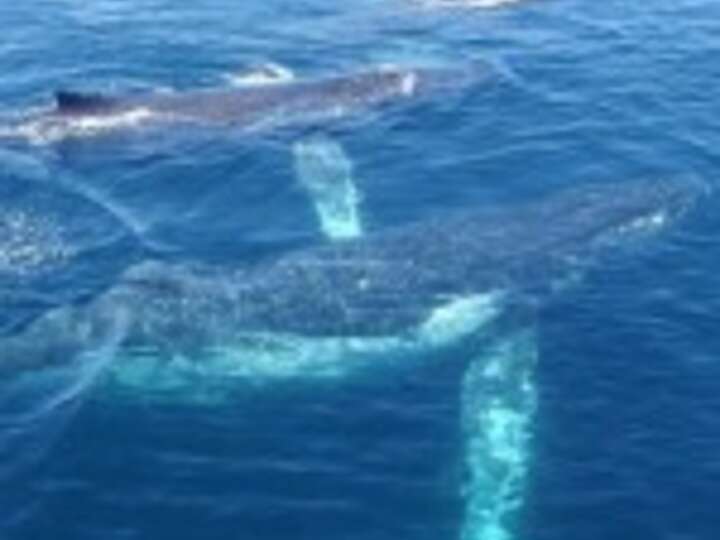 Buckelwale Meer Queensland Australien
