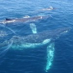 Buckelwale Meer Queensland Australien