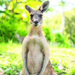 Kängaroo Australien Wald