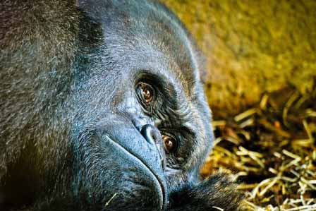 Gorilla Zoo Frankfurt Freizeit Ausflug