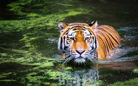 Tiger schwimmen Wasser Ausflug Boston Zoo Franklin
